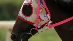 Haru Urara: het renpaard dat nooit won maar miljoenen harten veroverde