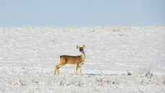 De geheime overlevingsstrategieën van reeën in de winter